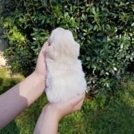 Hands holding a fluffy white puppy outdoors in front of green bushes.