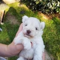 Small white puppy being held outdoors on a grassy lawn.