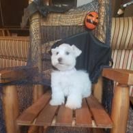 White fluffy puppy sitting on a wooden chair with a black Halloween cape and pumpkin mask behind it