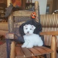 Small white fluffy dog sitting on a wooden chair with a black cloth backdrop and Halloween decor behind it