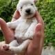 Small white fluffy puppy resting in cupped hands outdoors, looking at the camera.
