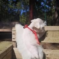 White dog in a red polka-dot ribbon sitting on a wooden bench outdoors