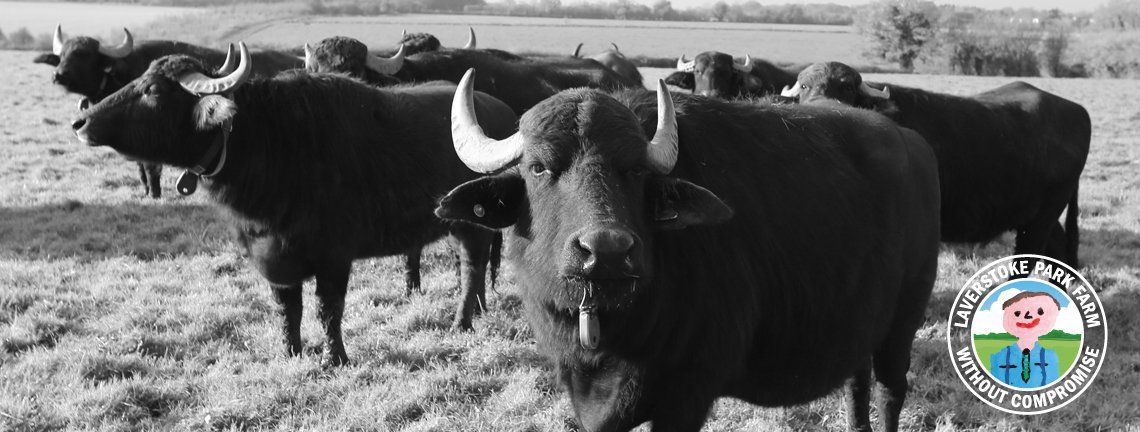 Black and white photo of a herd of buffalo