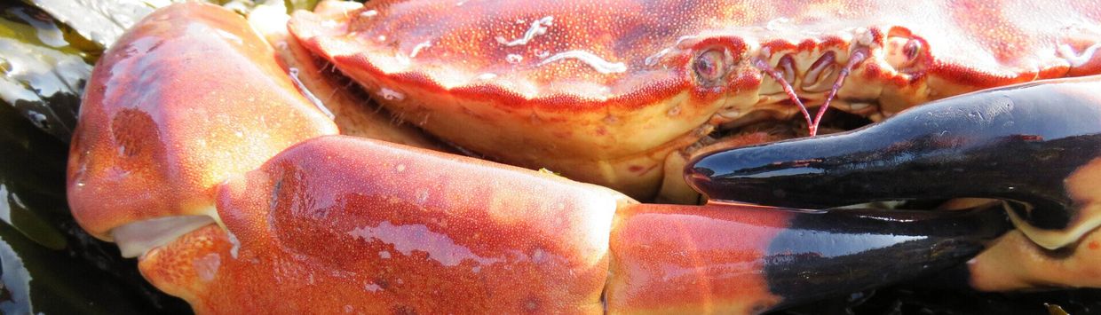 a close up of a crab 's claws on a table .