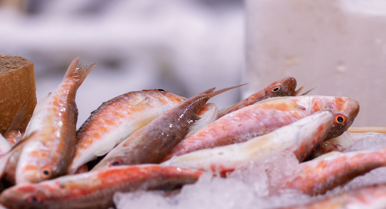 a bunch of fish are sitting on top of ice .