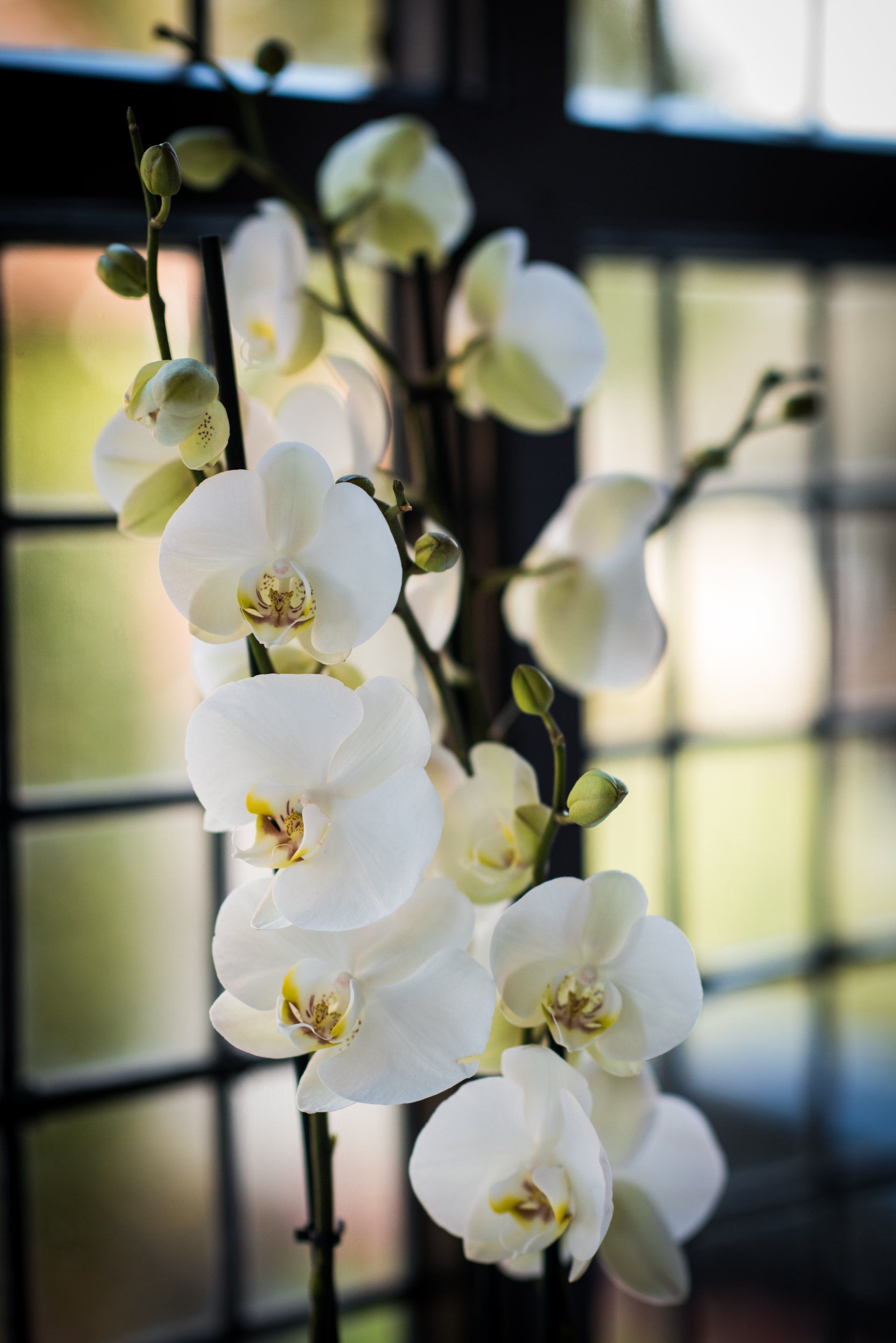 a bunch of white orchids are sitting in front of a window .