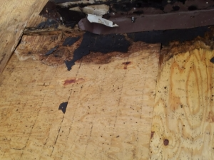 Damaged plywood roof decking with black stains and exposed insulation.