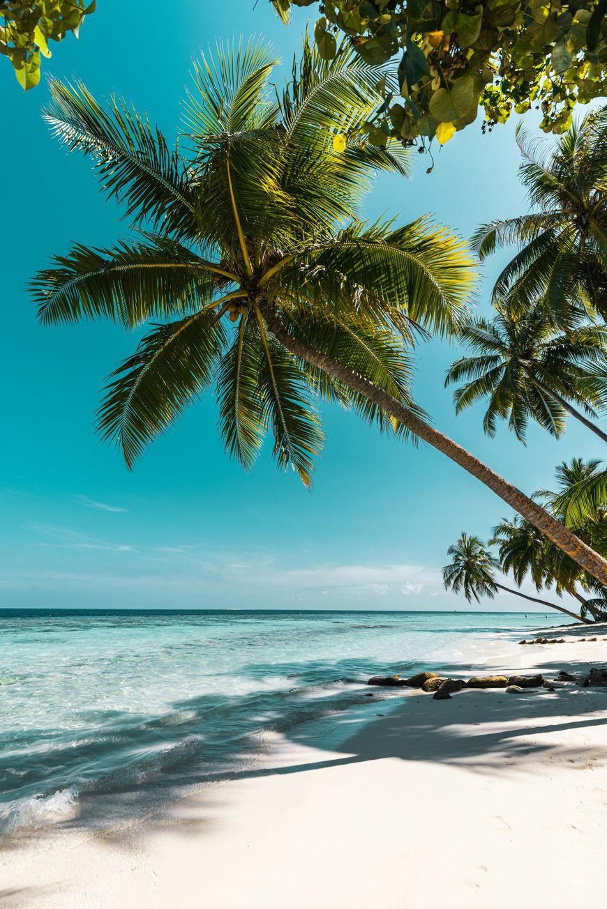 Tropical beach with white sand, turquoise water, and palm trees under a clear blue sky