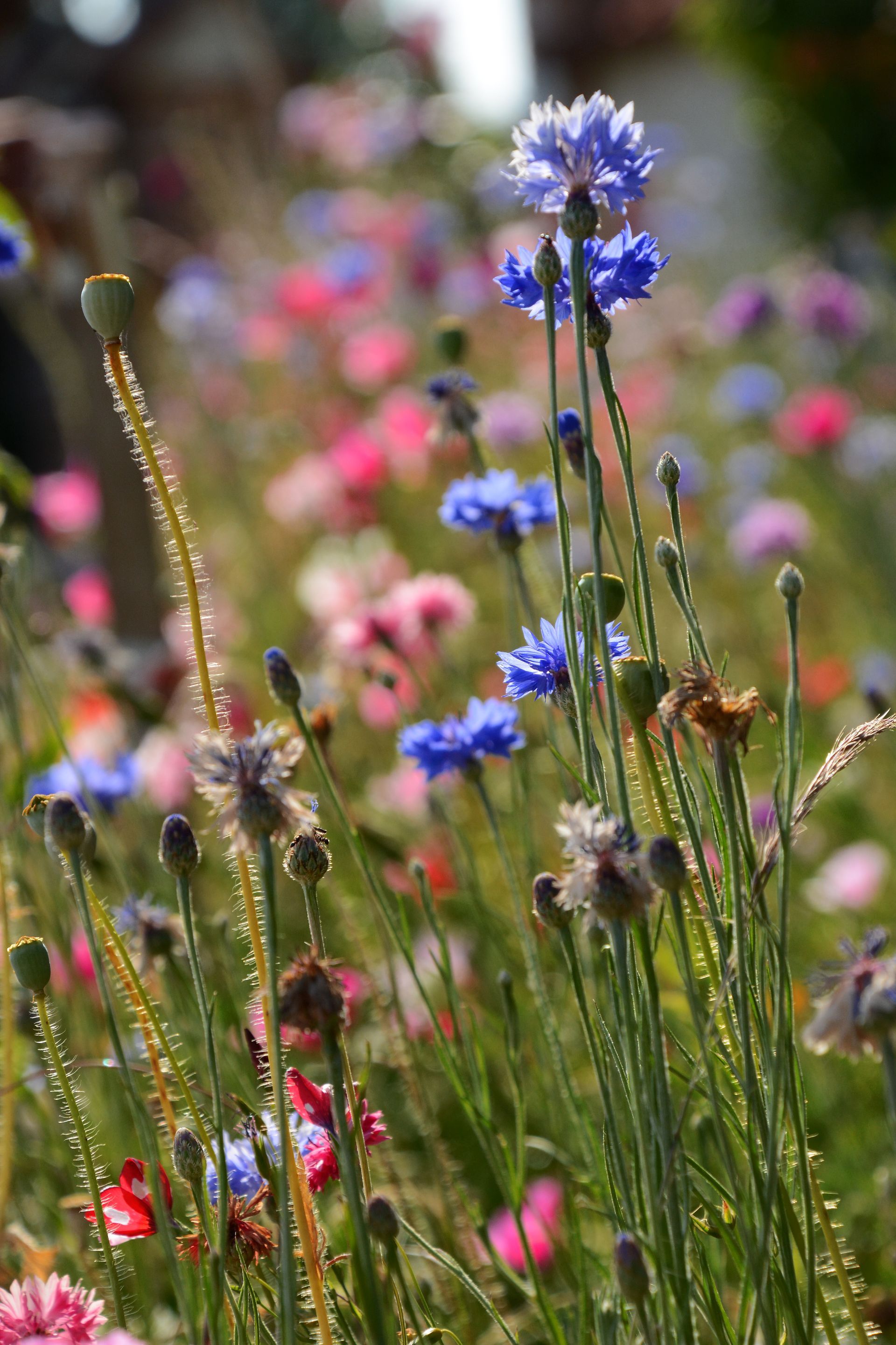 Campo di fiori selvatici colorati, tra cui fiordalisi blu e papaveri rosa, alla luce del sole.