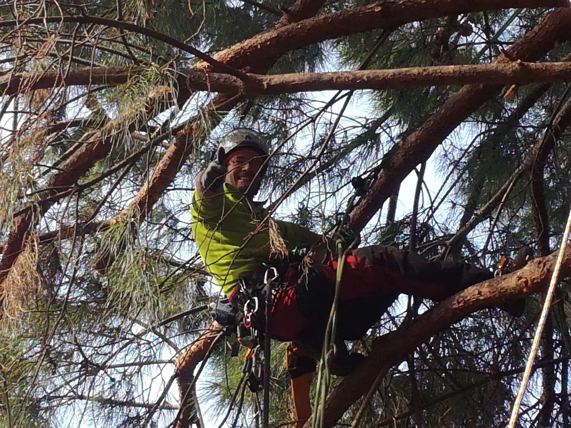 Arboricoltore su un albero che fa un gesto di pollice in su; indossa dispositivi di sicurezza, maglietta verde e pantaloni rossi.