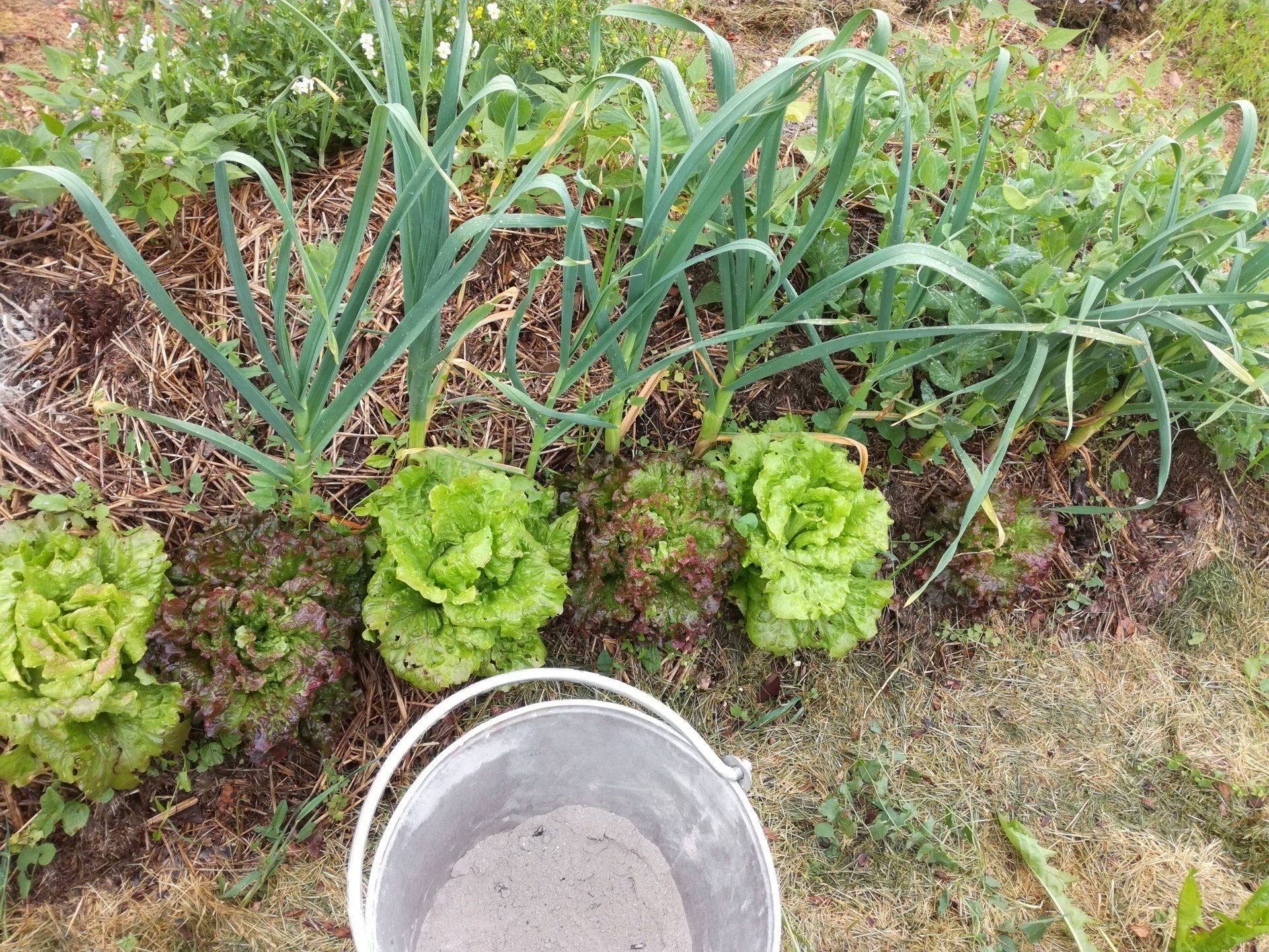 aiuola con fiori di vari colori