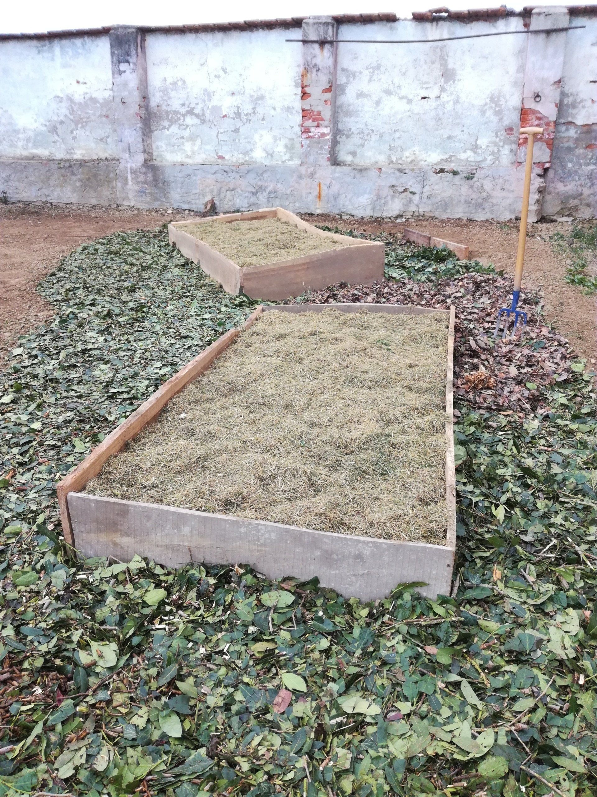 Due aiuole rialzate riempite di foglie verdi tagliate, circondate da altre foglie, in un cortile sul retro.