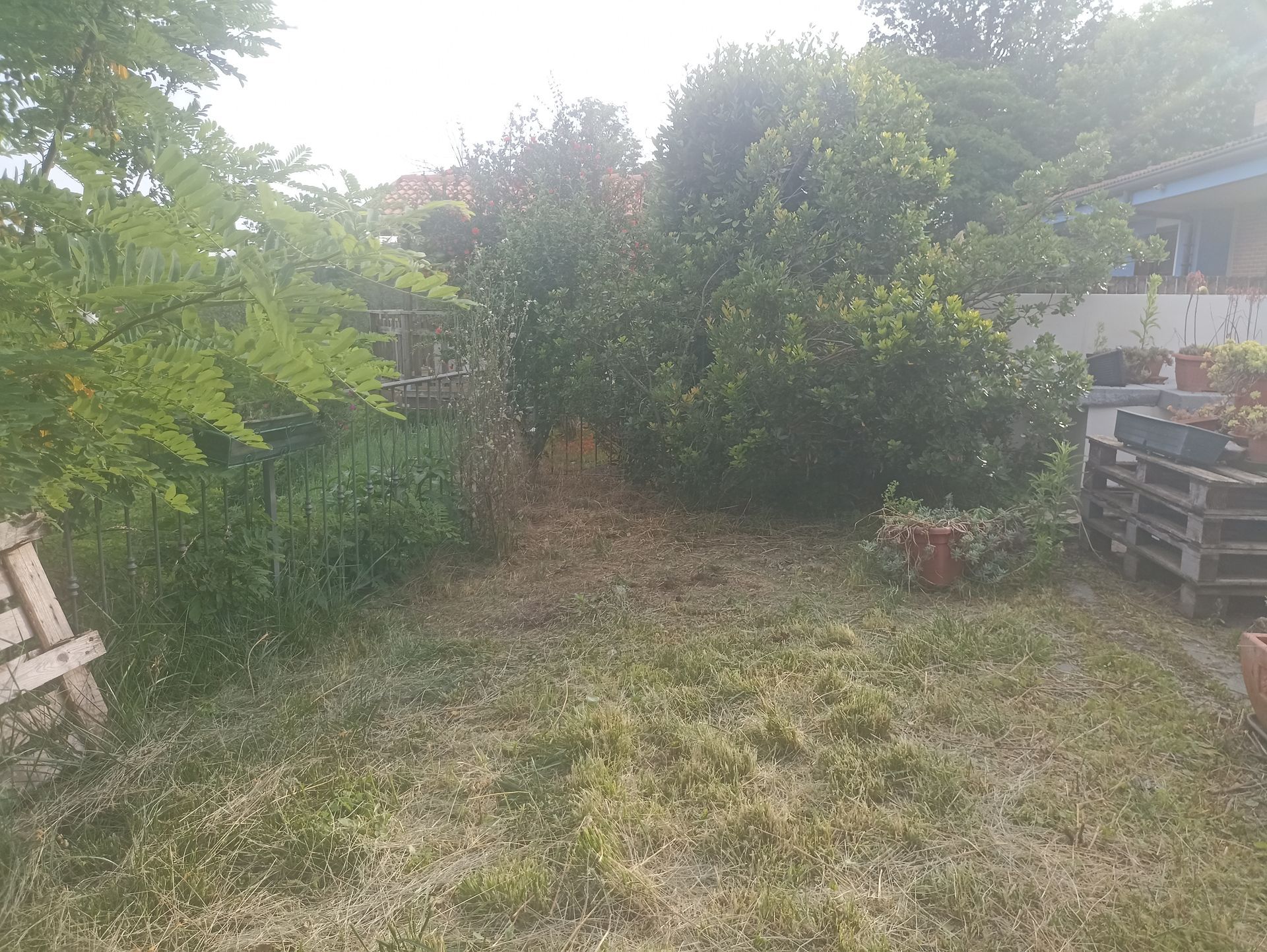 Cortile erboso con piante, alberi e pallet di legno troppo cresciuti. Cielo coperto.