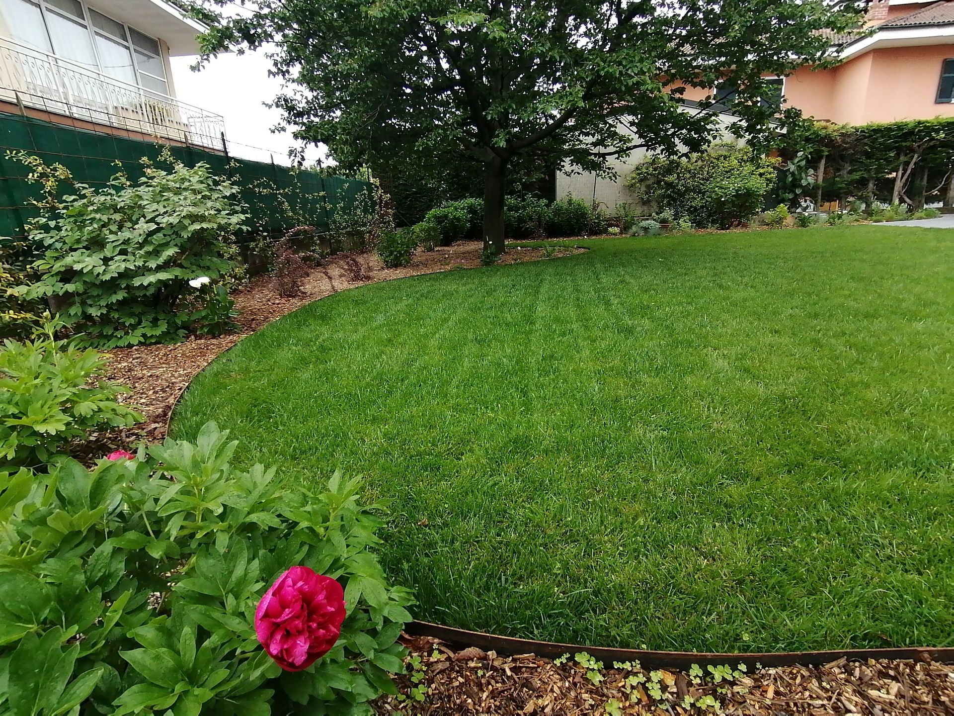 potatura di alberi ad alto fusto