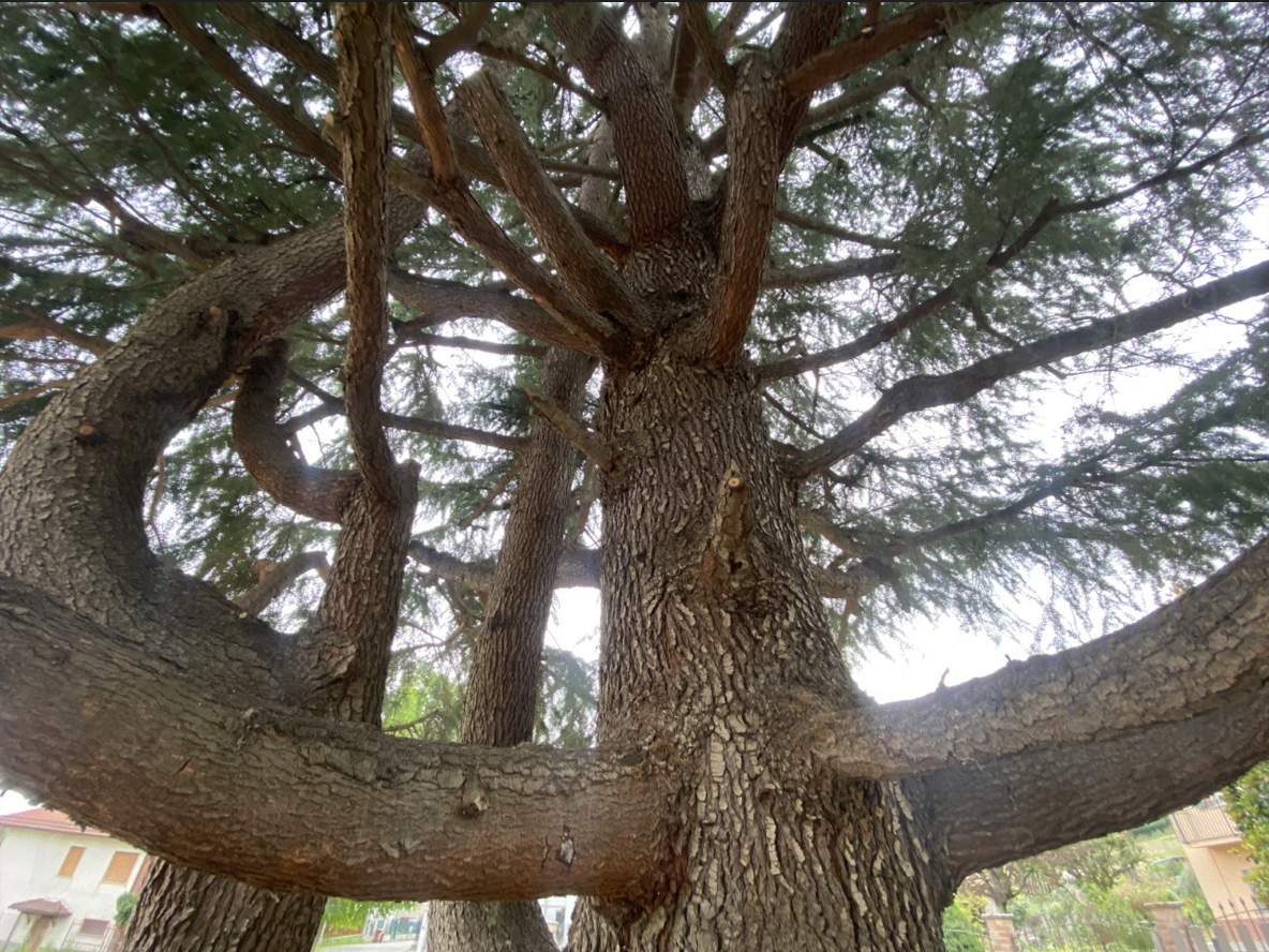 Un grande tronco d'albero segnato dalle intemperie, con spessi rami che si estendono; il cielo azzurro fa capolino tra gli aghi.