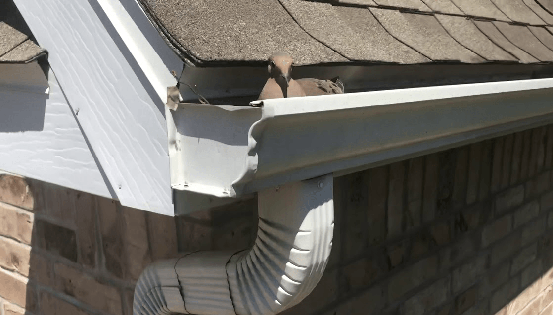 Gutter Guard Solutions Tasmania Wide