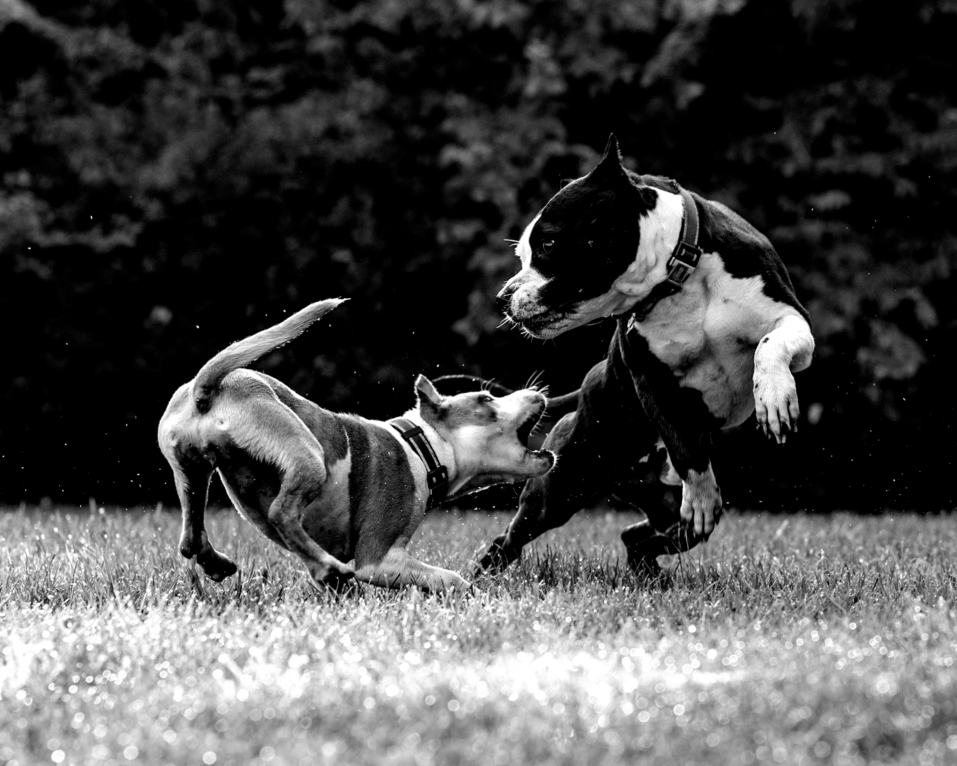 Harper Evans Hilbrenner & Netemeyer Covers Personal Injury Cases for Dog Bites in Columbia, MO