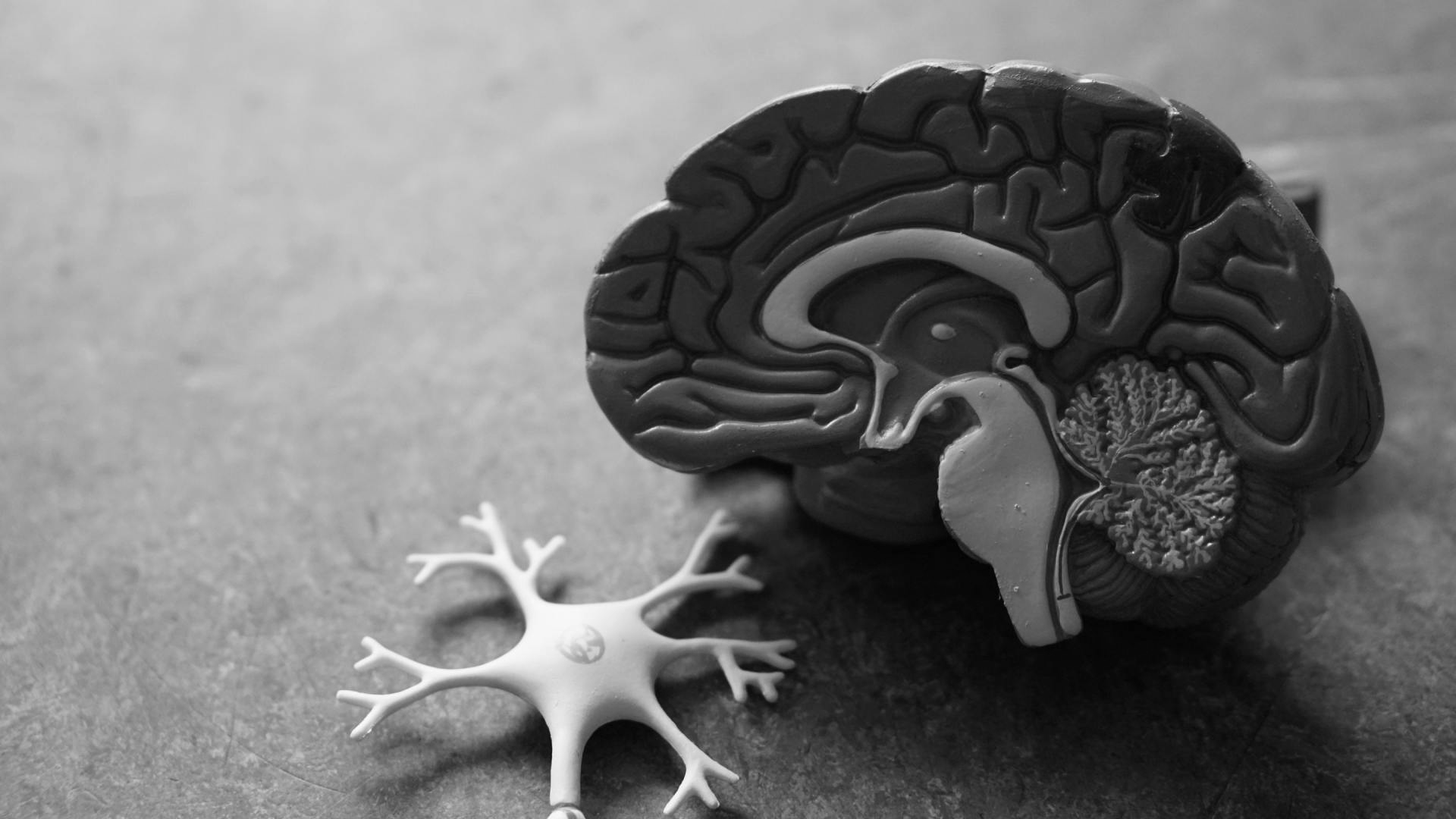 Harper Evans Hilbrenner & Netemeyer Covers Personal Injuries Like Brain Injuries in Columbia, MO