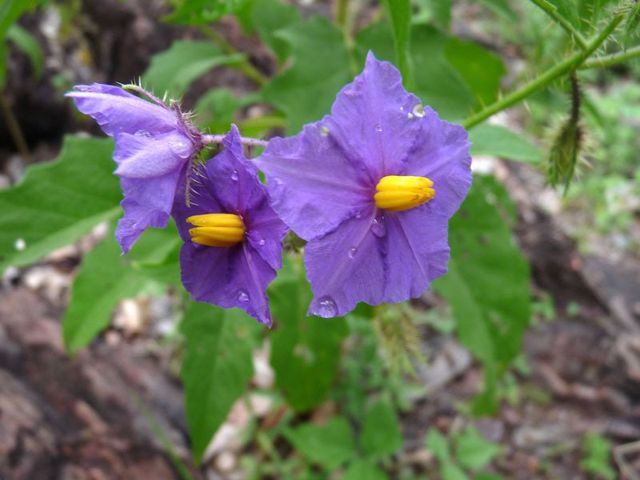 Kakadu, wet season bush tomato flower