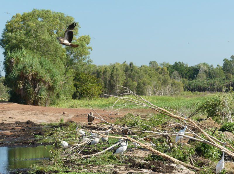Fogg Dam, wet season
