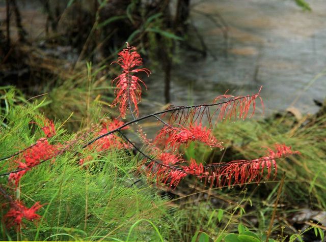 Nitmiluk, Grevillea dryandri, wet season hike