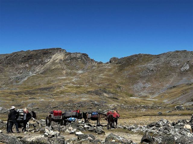 Pack Horses on a high altitude trek