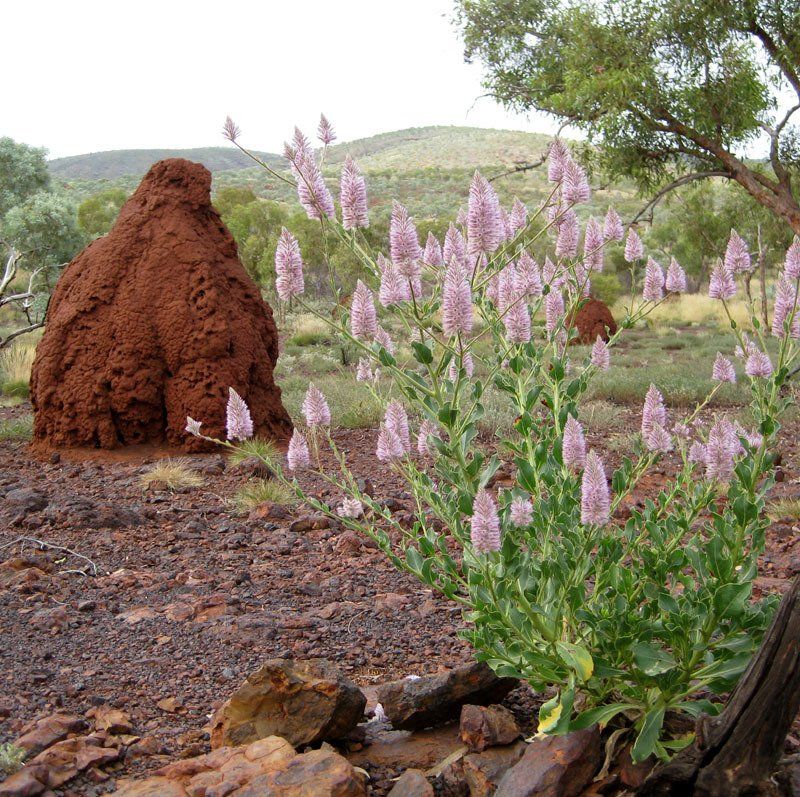 Karijini National Park, termite mound ans wildflowers seen on April trek