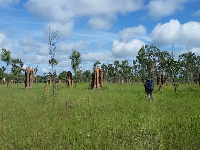 Termite mounds, Kakadu wet season trek