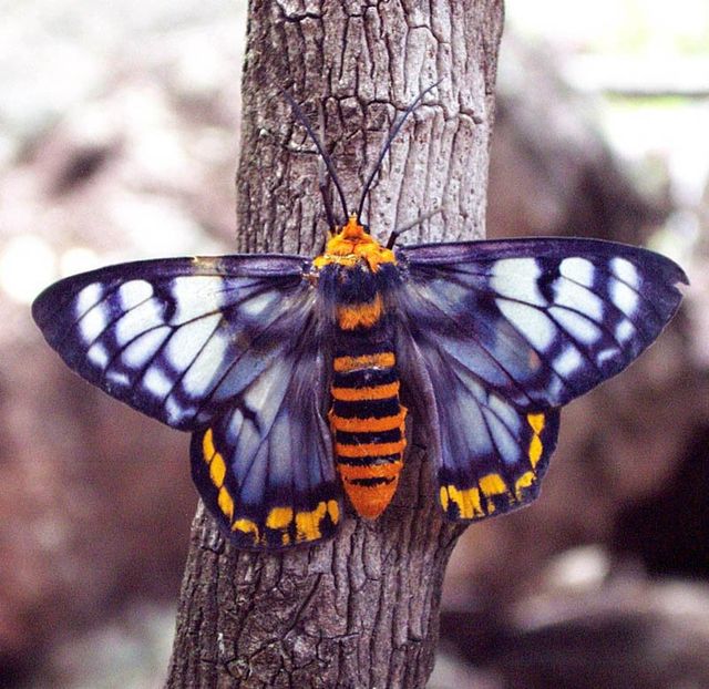 wet season butterfly