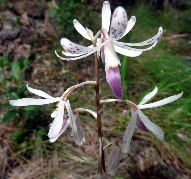 orchid, wet season