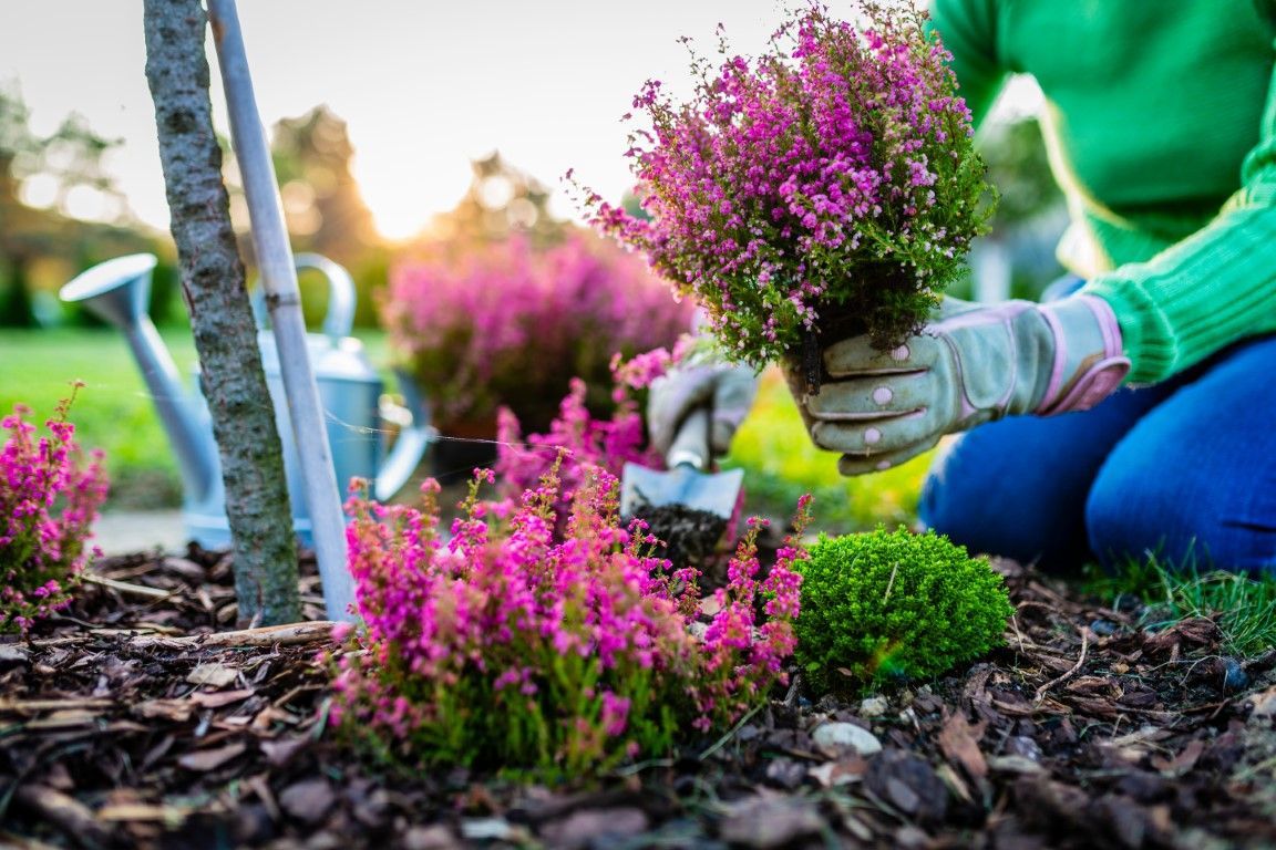 Gardener planting pink heather in a bed of mulch, in a garden with a watering can.