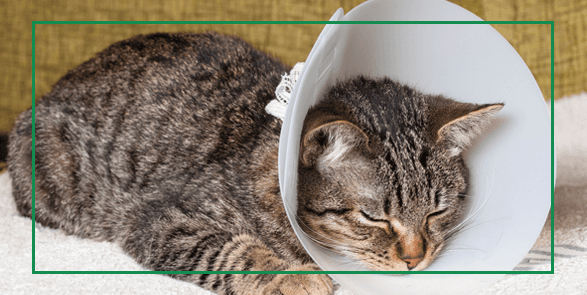 NEUTERING
