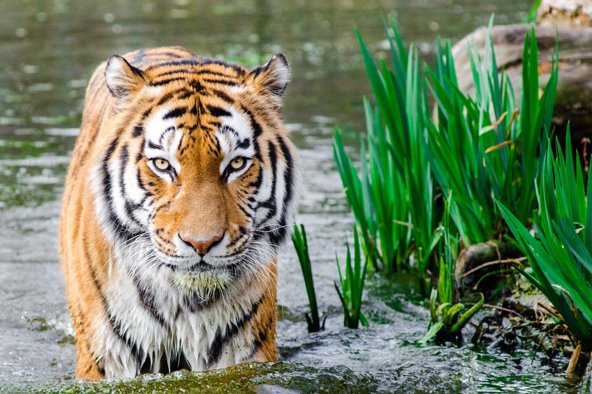Stock-foto av en tiger som står i vannet og ser mot kameraet