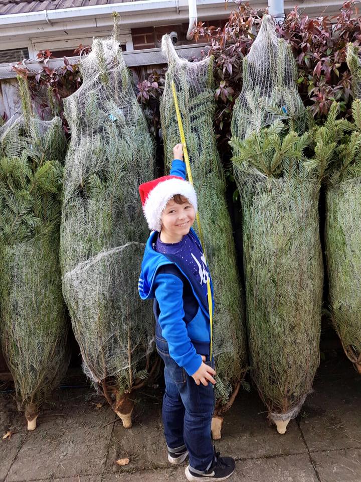real christmas trees for sale