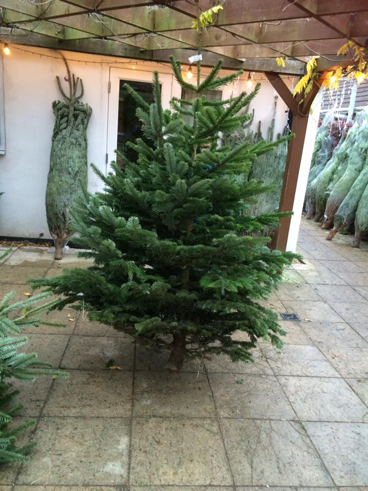 real christmas trees for sale