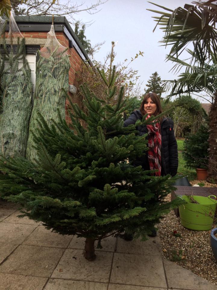 real christmas trees for sale