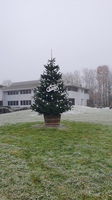 Christmas tree in a wooden pot on frosty green lawn, with a large building in the background. Overcast sky.