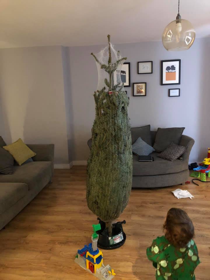 A Christmas tree in a mesh net stands in a living room. A child looks on.