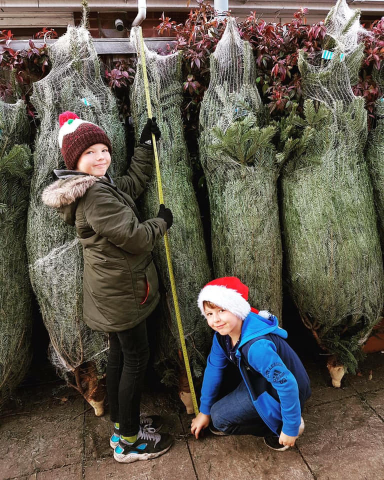 real christmas trees for sale