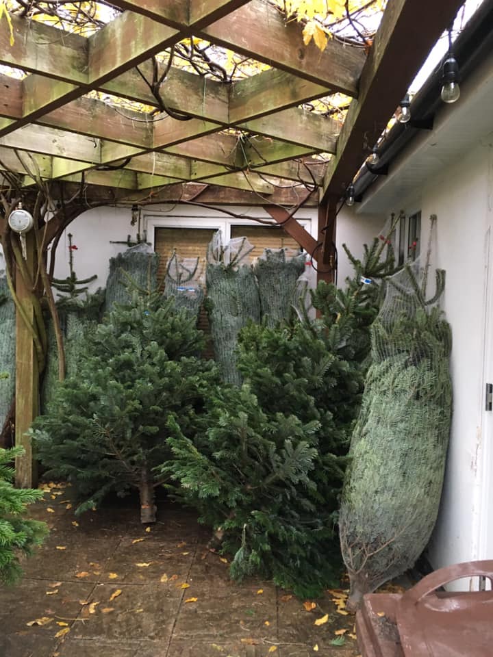 real christmas trees for sale