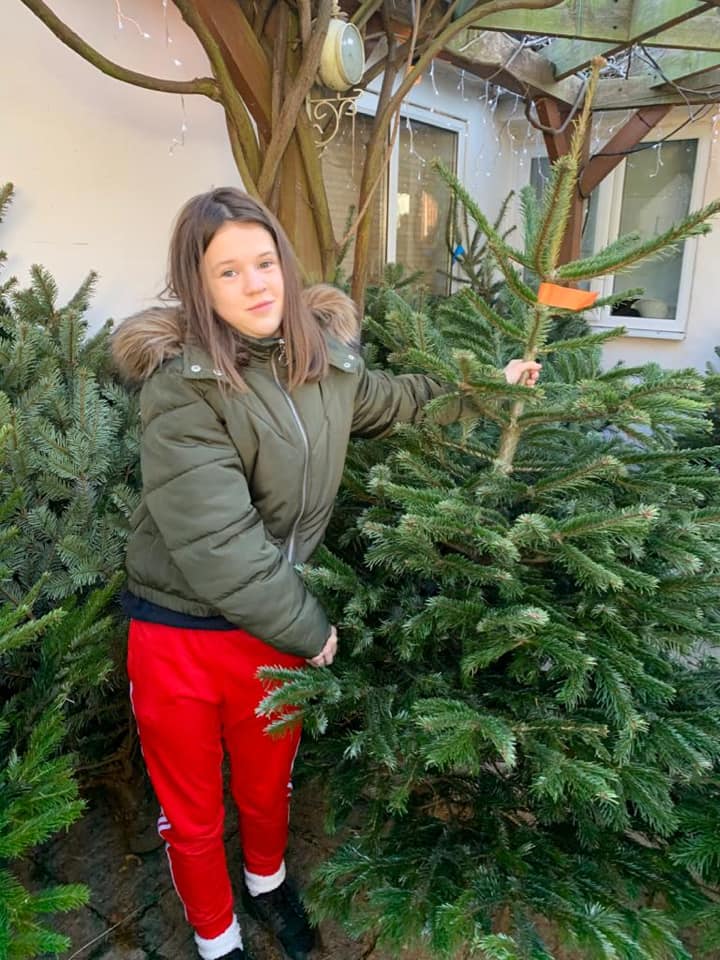 real christmas trees for sale