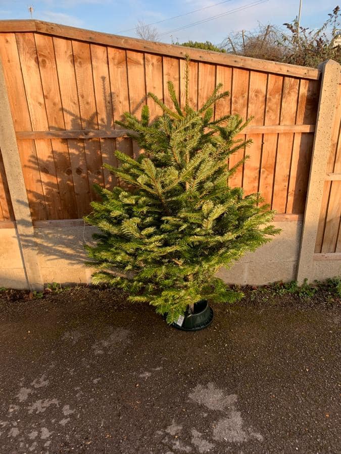 real christmas trees for sale
