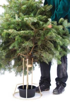 Person placing a Christmas tree into a gold-colored stand on a white surface.