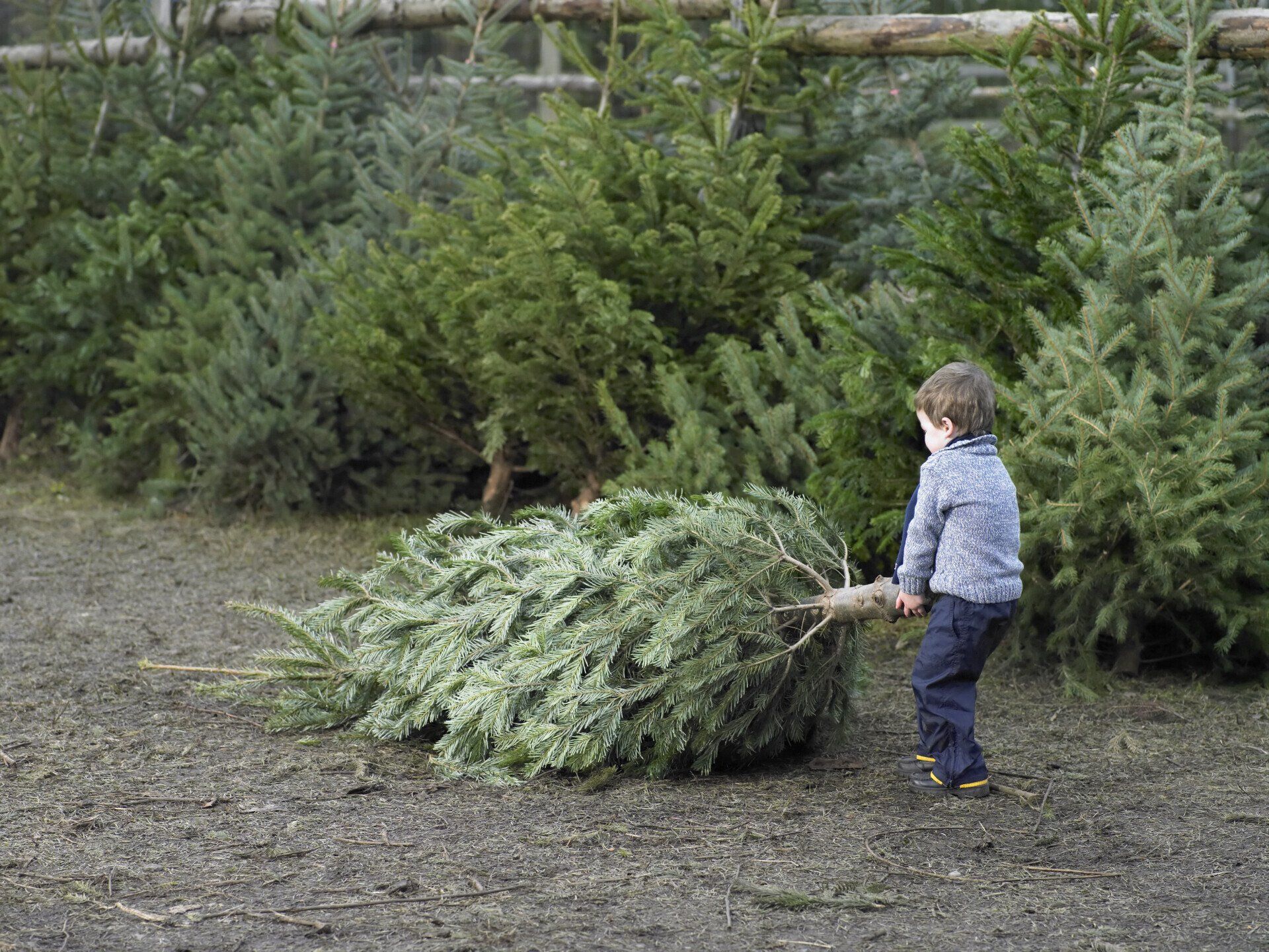Where to buy Christmas Trees in Berkshire