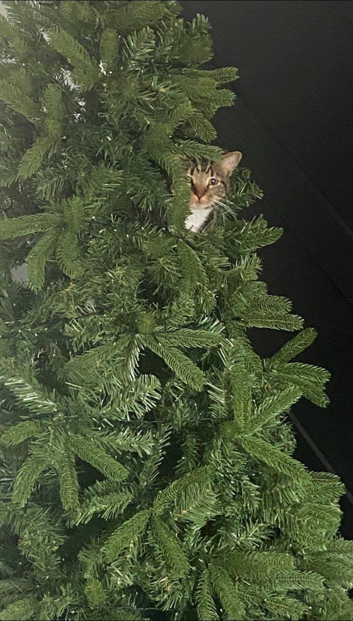 Cat peeking out of a green artificial Christmas tree.