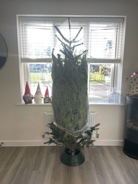 Christmas tree wrapped in netting, in front of a window with blinds; gnomes on windowsill.