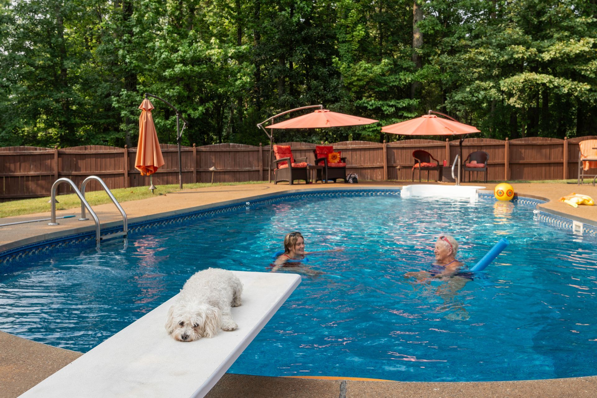 Dog on diving board while family swims. Dog on diving board while family swims.