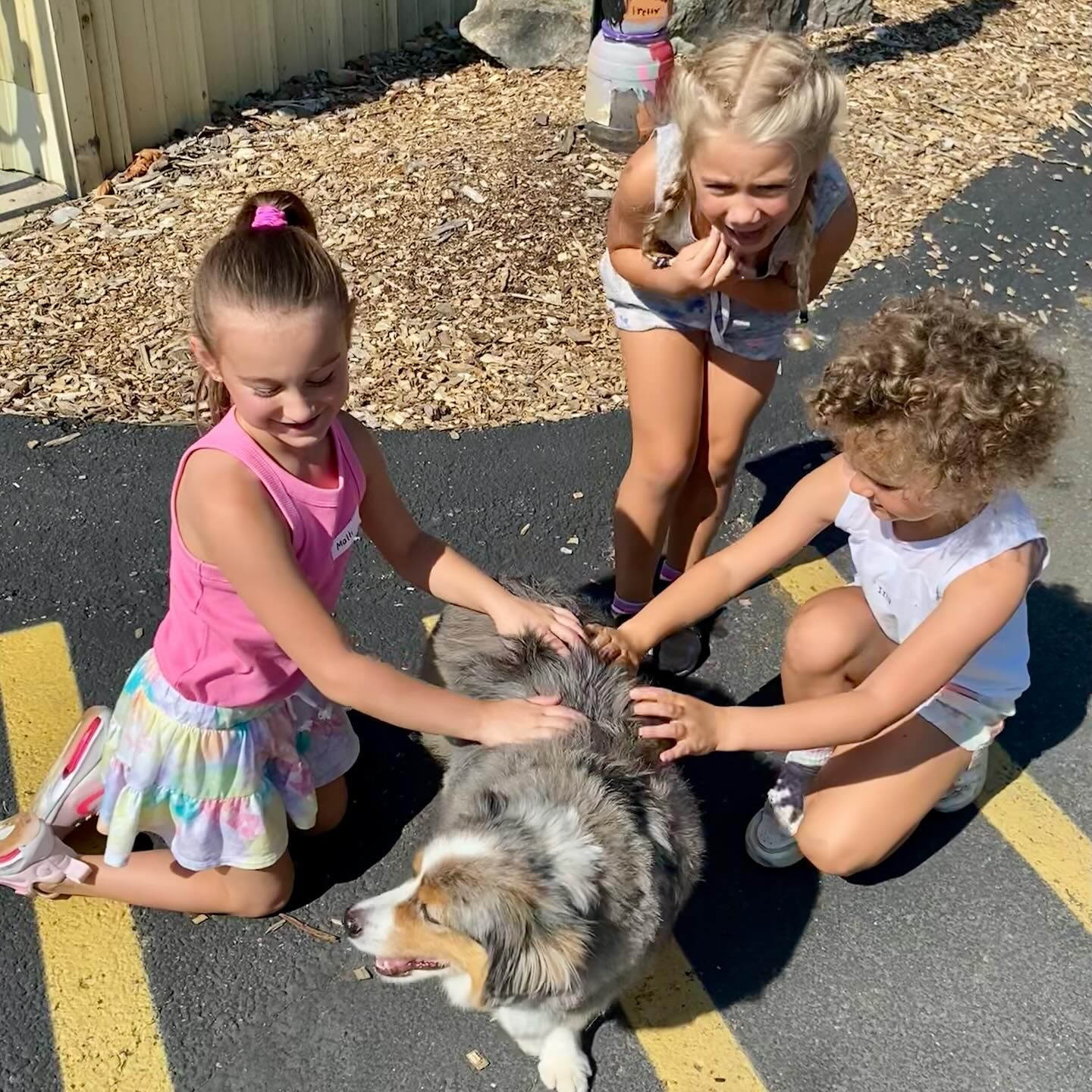 Three young girls petting a blue merle dog outdoors.