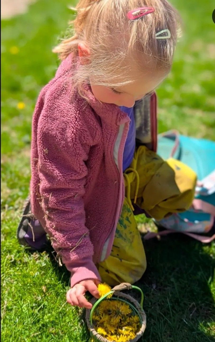 Blonde child in pink fleece picks dandelions from the grass into a small basket.