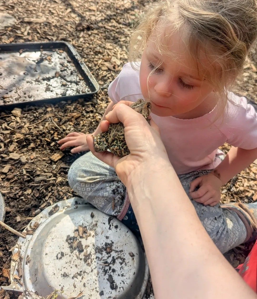 A child examines a toad held by a person in an outdoor setting with a tray and bowl of mud.